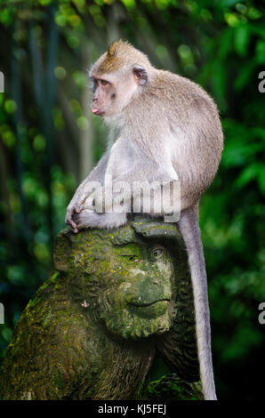Long-tailed macaque (Balinesische Long-tailed Monkey) im Affenwald Bali Indonesien Stockfoto