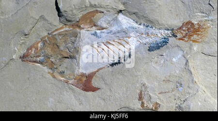 Überreste eines marinen Fossilen aus dem Libanon. Cenoman-, Obere Kreidezeit, ca. 93-100 Millionen Jahre alt Stockfoto