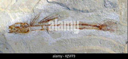 Überreste eines marinen Fossilen aus dem Libanon. Cenoman-, Obere Kreidezeit, ca. 93-100 Millionen Jahre alt Stockfoto