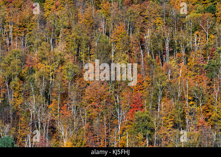 Auszug aus bunten Herbst Bäume auf einem Berghang, Vermont, USA Stockfoto