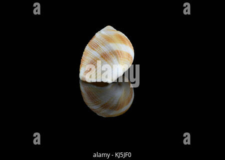 Nassarius Muschelschnecken, gewöhnlicher Name nassa Schlammschnecken (USA) oder Hundehühnchen (UK). Meeresschnecken, Familie Nassariidae. L 3,5xW2 x H 1,8 cm. Gefunden in Dub Stockfoto