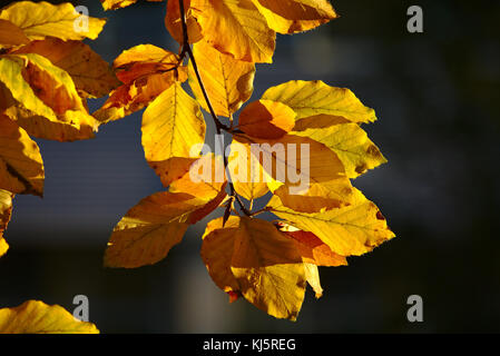 Gelbe Buchenblätter im Herbst im Morgenlicht Stockfoto