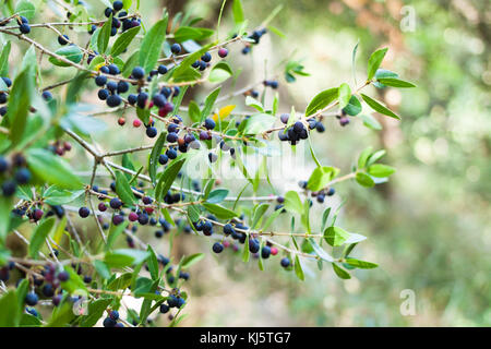 Prunus spinosa Schlehe oder Früchten Stockfoto