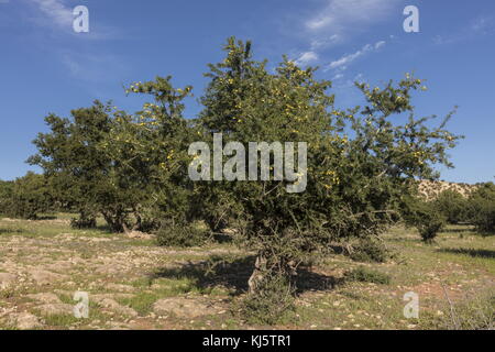 Argan, Argania spinosa, Baum in Früchten (aus denen das Öl hergestellt wird). Südmarokko. Stockfoto