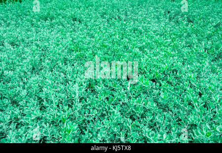 Leucopyllum frutescens (Asche, Barometer Pinsel, Purple Sage, Texas Ranger) Hintergrund. Selektive konzentrieren. Stockfoto