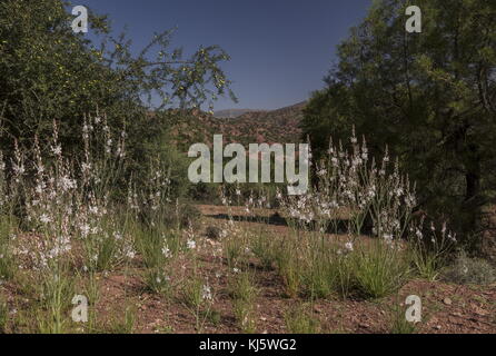 Jährliche Asphodel, Asphodelus tenuifolius in Blume in der Halbwüste, Marokko. Stockfoto