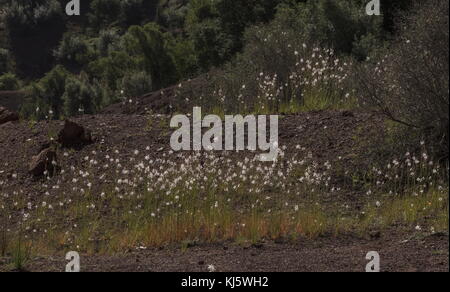 Jährliche Asphodel, Asphodelus tenuifolius in Blume in der Halbwüste, Marokko. Stockfoto