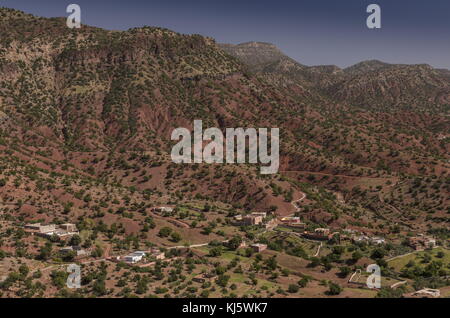 Arganbäume, die in ihrer natürlichen Umgebung wild wachsen, ein Biosphärenreservat nördlich von Agadir, Marokko Stockfoto