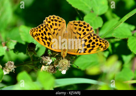 Männliche Silber - gewaschen fritillaryschmetterling am Dornbusch Stockfoto