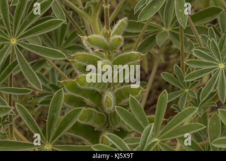 Eine Lupine in der Blüte, Lupinus micranthus, Marokko. Stockfoto