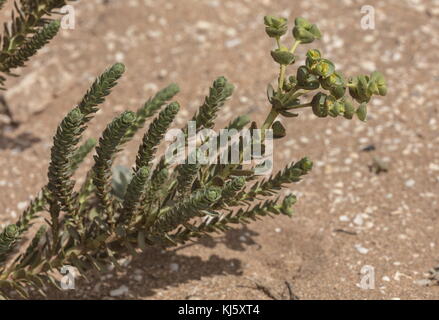 Sea Spurge, Euphorbia Paralias, in Blume am Küstenstrand. Stockfoto