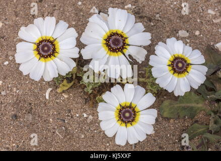 Tricolor Daisy, ismelia Carinata, Blume, wild auf den Dünen in der Nähe von Agadir, Marokko. Stockfoto