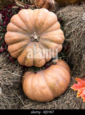 Gelber Kürbis auf Heu oder Stroh. Gemüse der Saison, im Herbst. Stockfoto