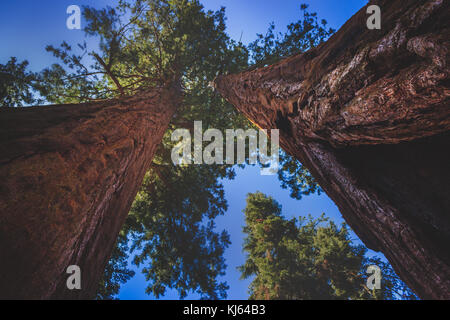 Geringer Betrachtungswinkel von zwei gigantischen Sequoia Bäumen entlang der General Sherman Trail, Sequoia National Park, Kalifornien Stockfoto