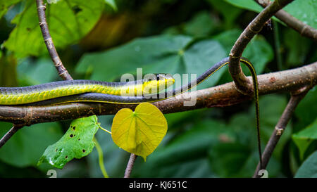 Green tree snake kriechend auf Ast Stockfoto