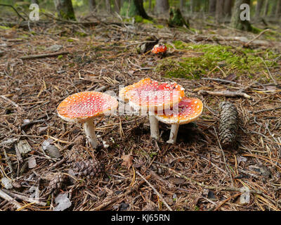 Fliegenpilz auf woodground Stockfoto