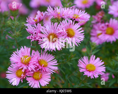 Astern im Herbst Stockfoto