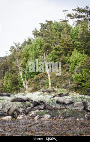 Caleta Wulaia, baie de Wulaia, Chile Stockfoto