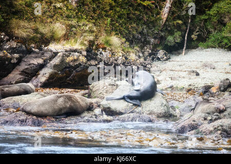 Lions de mer, Caleta Wulaia, baie de Wulaia, Chile Stockfoto