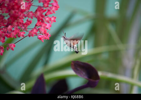 Hummingbird Schmetterling auf einer Blume Stockfoto