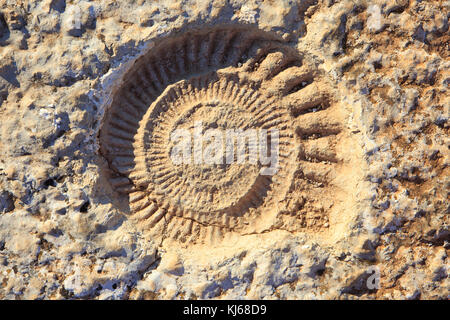 Nahaufnahme von einem versteinerten Ammoniten aus der Jurrasic Ära bei El Torcal de Antequera Nature Reserve, gelegen im Süden der Stadt Antequera, Spanien Stockfoto