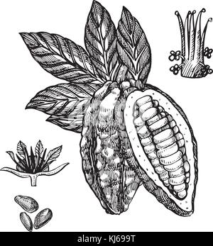 Schokolade Kakaobohnen Vector Illustration. graviert Stil Abbildung. skizziert Hand gezeichnet Kakaobohnen, Baum, Blätter und Zweige. Stock Vektor