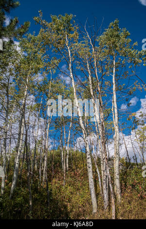 Aspen Bäume in der Nähe von taggart See im Grand Teton National Park, Wyoming Stockfoto