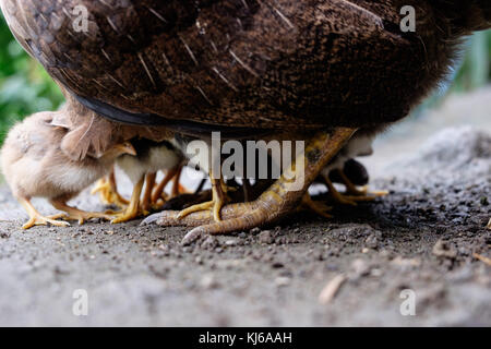 Küken und Huhn in den Philippinen Stockfoto