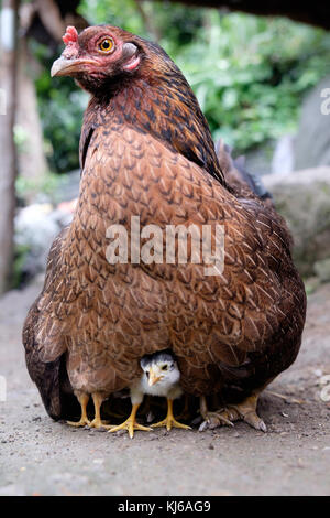 Küken und Huhn in den Philippinen Stockfoto