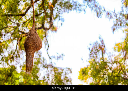 Baya Weaver Nest Stockfoto
