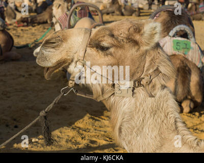 Close-up Kamel in der Wüste, die judäische Wüste, Totes Meer, Israel Stockfoto