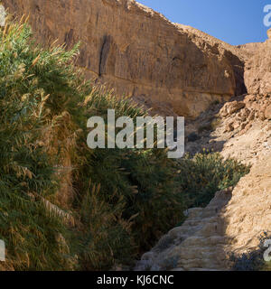 Pflanzen wachsen auf Rock, En Gedi Naturreservat, die judäische Wüste, Totes Meer, Israel Stockfoto