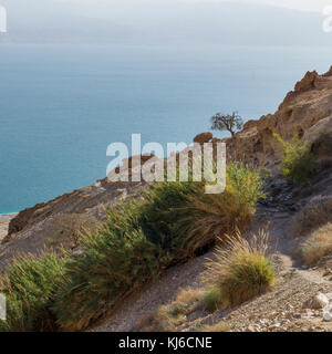 Pflanzen wachsen auf Rock, En Gedi Naturreservat, die judäische Wüste, Totes Meer, Israel Stockfoto