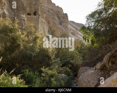 Pflanzen wachsen auf Rock, En Gedi Naturreservat, die judäische Wüste, Totes Meer, Israel Stockfoto