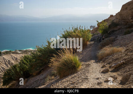 Pflanzen wachsen auf Rock, En Gedi Naturreservat, die judäische Wüste, Totes Meer, Israel Stockfoto