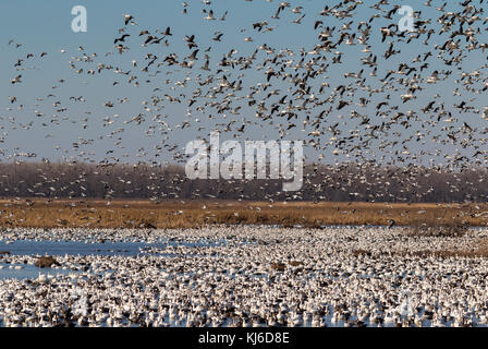 Fallen die Migration von Schnee Gänse (Chen Caerulescens), Löss Bluffs National Wildlife Refuge, Missouri, USA Stockfoto