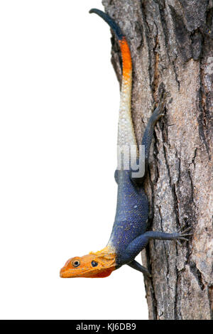 Rainbow Agama (Agama agama) auf einem Baumstamm, isoliert auf weißem baqckground Stockfoto