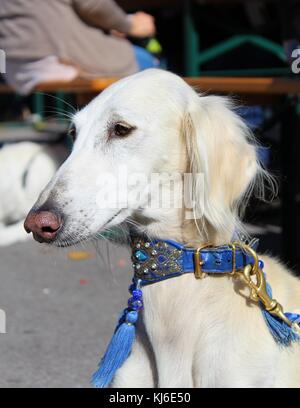 Persischer Windhund (Saluki) männliche Porträt auf einer Hundeausstellung Stockfoto