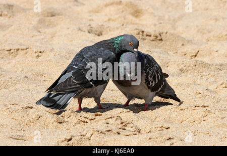 Zwei gemeinsame Tauben umwerben, am Strand, von Umhlanga Rocks, KwaZulu Natal, Südafrika Stockfoto