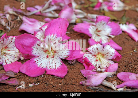 Silk Floss tree oder Kapok tree Blumen, Pretoria, Gauteng, Südafrika. Stockfoto