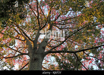 Silk Floss tree oder Kapok tree, Pretoria, Gauteng, Südafrika. Stockfoto