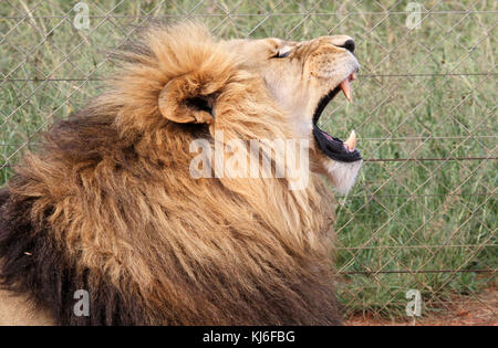 Männliche Löwe in einem Gehäuse an Rietvlei Nature Reserve, Pretoria, Gauteng, Südafrika. Stockfoto
