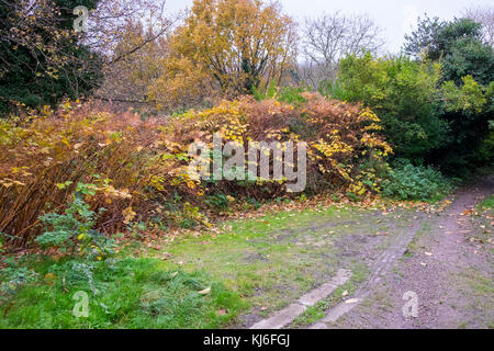 Japanischer Knöterich, Fallopia japonica wild wachsenden, unten sterben für Winter, Großbritannien Stockfoto