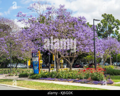 Edith Cowan University und Jacaranda Bäume in voller Blüte in Perth, Western Australia. Stockfoto