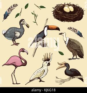 handgezeichnete Vektor realistische Vogel, Skizze Grafikstil, Festlegen der heimischen. Gänsegeier, Papagei Kakadu. Rhinoceros Hornbill, Riesentukan, Flamingo und ausgestorbenen Arten. MOA, Dodo und Feder. Stock Vektor