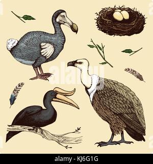 Ausgestorbene Arten Vögel, Gänsegeier, Rhinozeros-hornvogel. moa, Dodo und Feder. graviert Hand in alte Skizze gezeichnet, Vintage Style für Label. Zweige von Bäumen und Federn. Stock Vektor