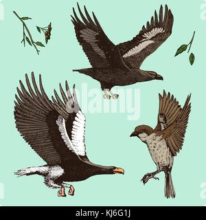 Vögel in der Luft fliegen. sparrow und Feder, Adler und Falken. graviert Hand in alte Skizze gezeichnet, Vintage Style für Label. Nest mit Eiern. Tiere ihre Flügel flattern. Wald Tier Stock Vektor