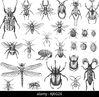 Große Insekten Käfer Käfer und Bienen viele Arten in Vintage alte Hand gezeichneten Stil eingravierten Abbildung: Holzschnitt. Stock Vektor