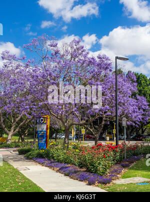 Edith Cowan University und Jacaranda Bäume in voller Blüte in Perth, Western Australia. Stockfoto