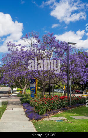 Edith Cowan University und Jacaranda Bäume in voller Blüte in Perth, Western Australia. Stockfoto